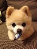 あんたん。