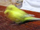 kaka