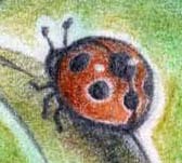 Noci