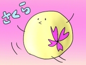 さくら。