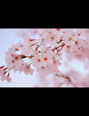 桜舞姫