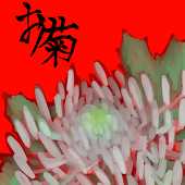 大桜菊