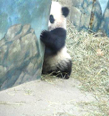 苺花