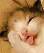 いぬねこ。