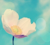 生花