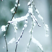 淡雪はだれ