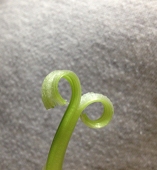 おん野菜