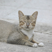 Koia