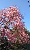 景子