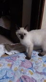 高良こあ