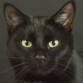 くろねこ。