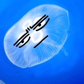 海月