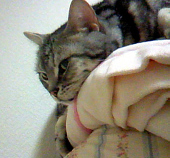 ウメ