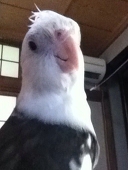 ノクス
