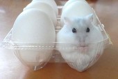 四季  彩星