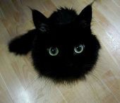 ぺんてこ