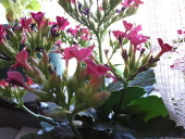 Palletea
