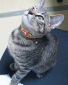奈月