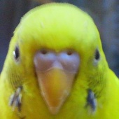 asato