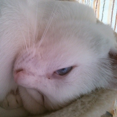 yumi