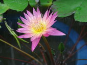 花菜