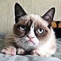 shrimp_roll
