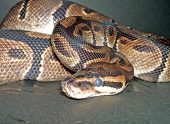 Python＠改名