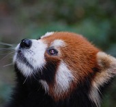 小熊猫饲养员