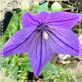 JB