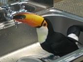 ももせ