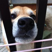 さと