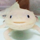 モ