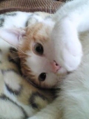 Charmie