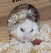 ゼノン