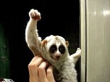 おわ川ふぃーぬ児