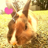 みんみん