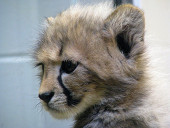 PICO