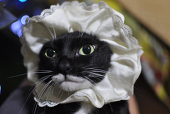 moneyCAT