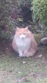 小野崎RIS