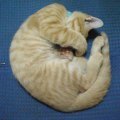 白椿