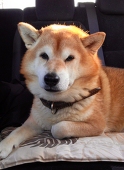 皇