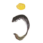 鰻