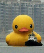 small duck