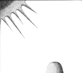 ミジンコミチコ