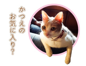 りん