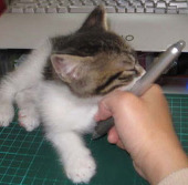 ゆり