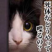 カンカン