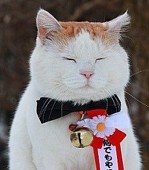 画板上的猫