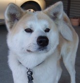 ヒナ