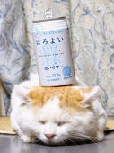 猫くん